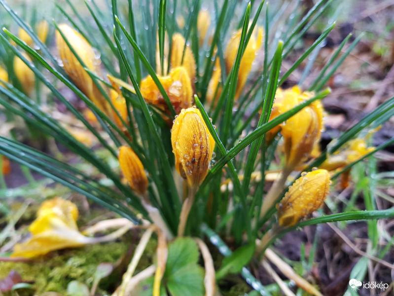 Krókusz a tegnapi esőben