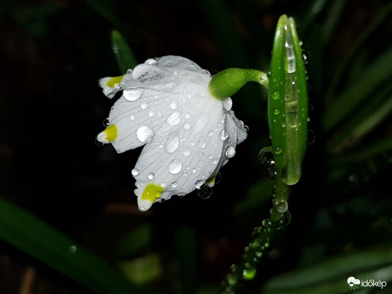 Tőzike tegnap este az esőben