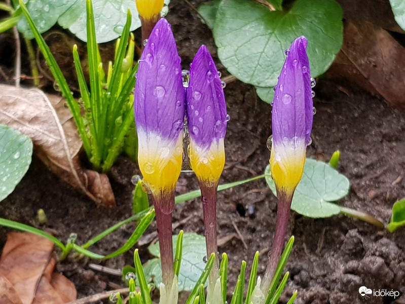 "Hárman párban..."