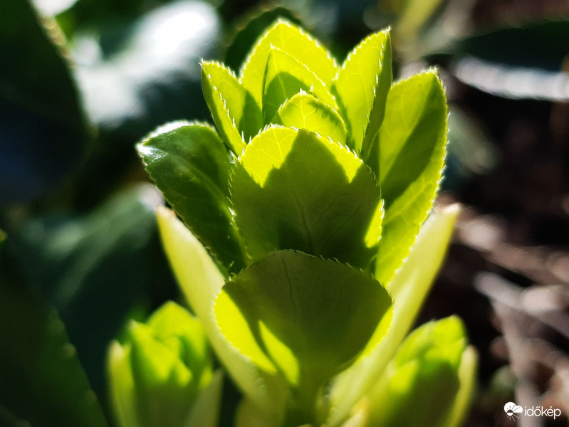 Fény és árnyék játéka