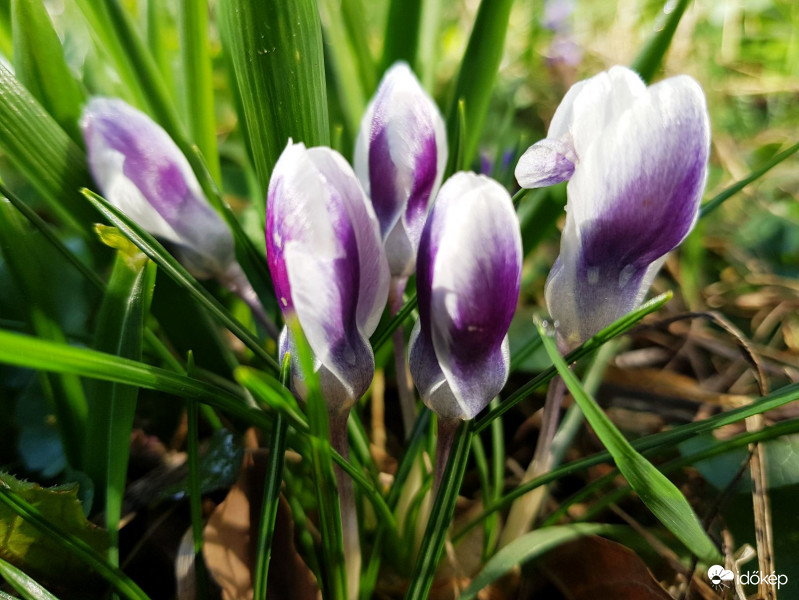 Lila-fehér krókusz