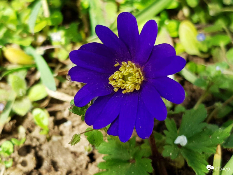 Csinos szellőrózsa