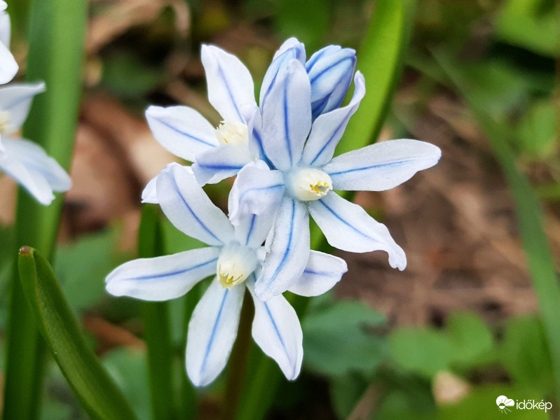 Csillagos Puskin-virág