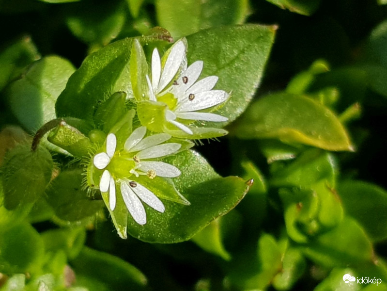 Virágzik a tyúkhúr