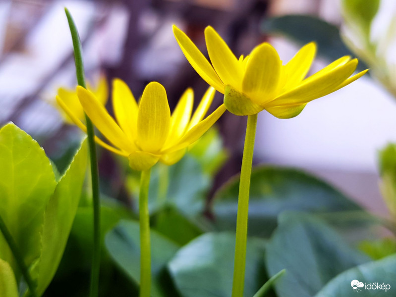 Amikor a hangya feltekint a salátaboglárkára