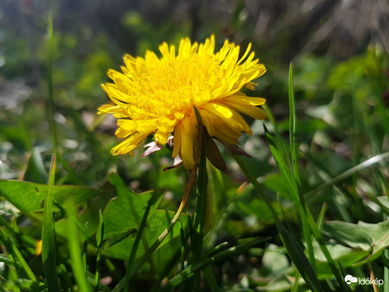 Pitypang napsütésben