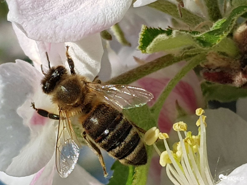 Én is igyekszem gyűjtögetni