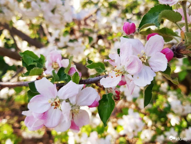 Almafa egy héttel ezelőtt