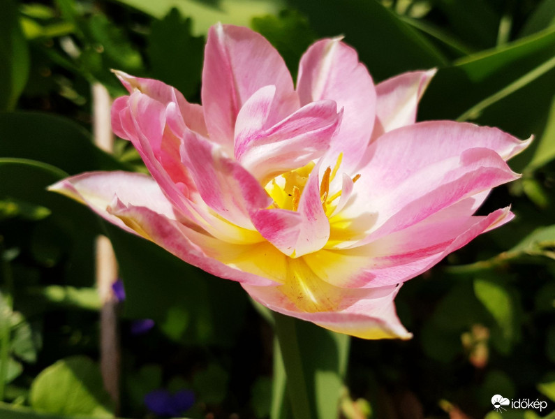 Egyik kedvenc tulipánom