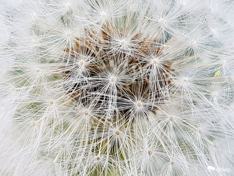 Pitypang is lehet szép