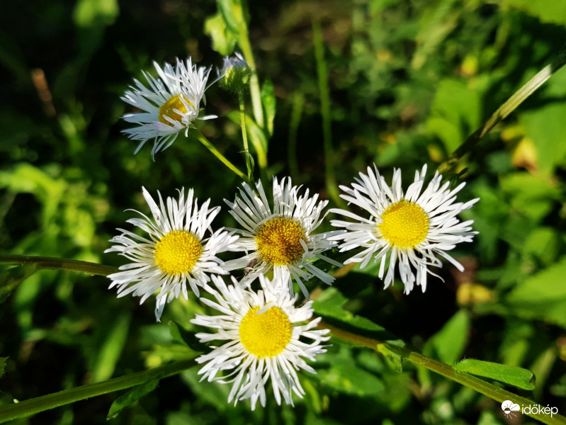 Most már süt a Nap