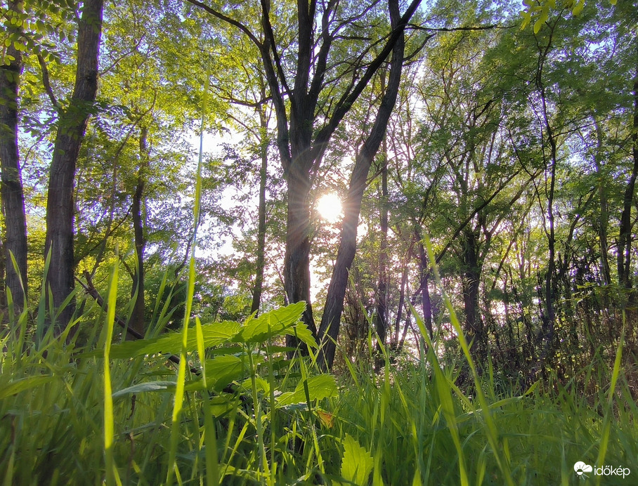 A természet