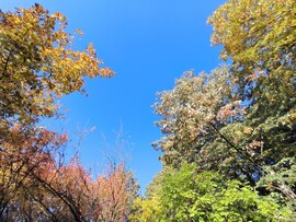 Ősz