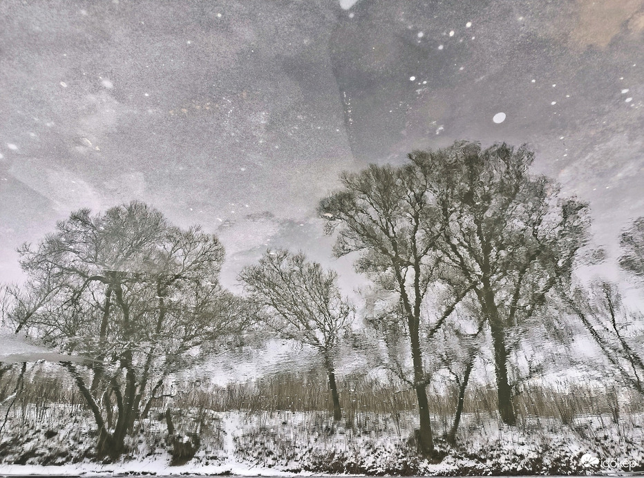 Fűzfák tükörképe a Rábán