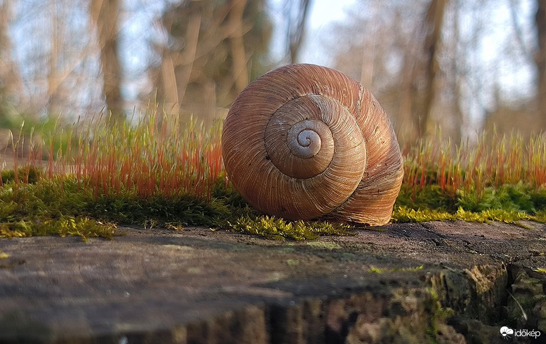 Üres csigaház ma délután