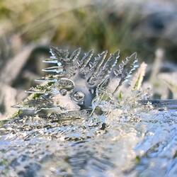 Ha elmúlik karácsony, ... Az avarvilágban nem múlt el még