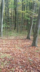 Nagybörzsöny