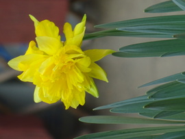 Kinyíltak a nárciszok is...