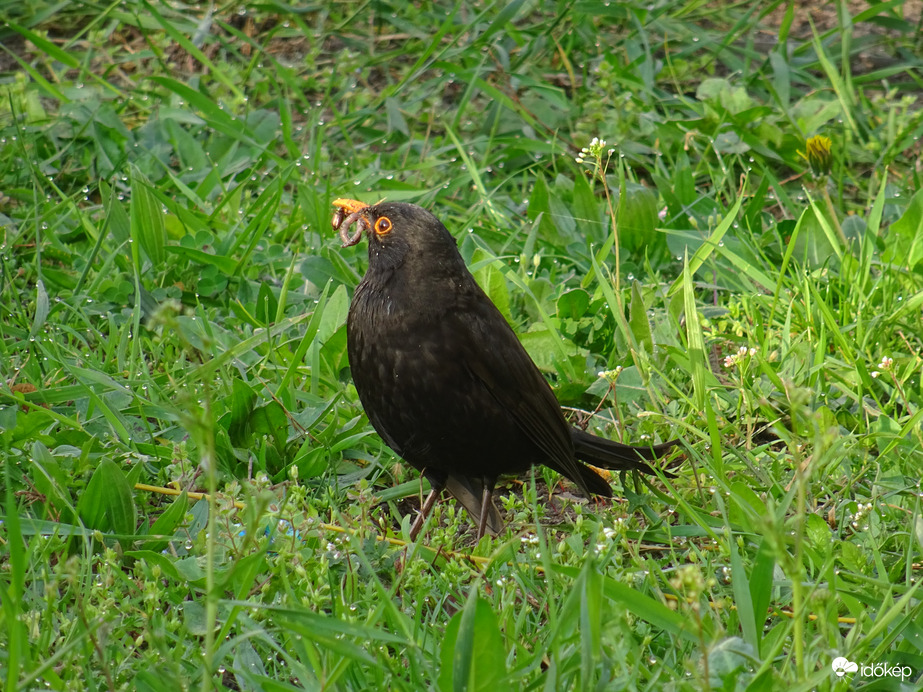 Tele a csőröm finomságokkal...