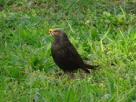 Tele a csőröm finomságokkal...