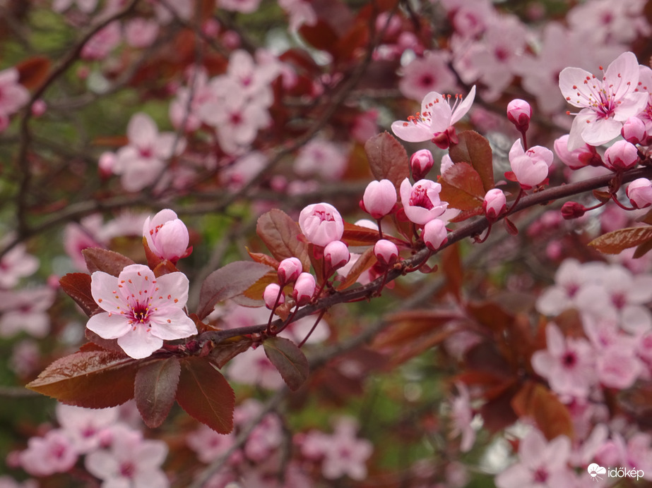 Végre nyílnak az apró rózsaszín csodák...