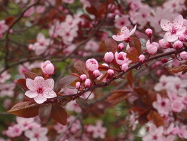 Végre nyílnak az apró rózsaszín csodák...