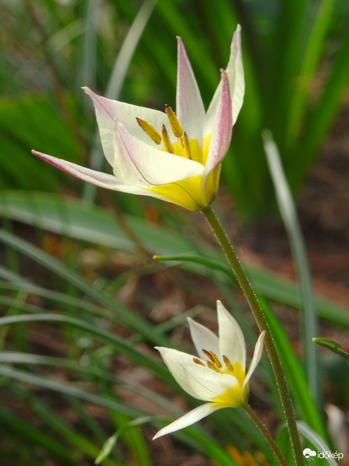 Apró tulipán...