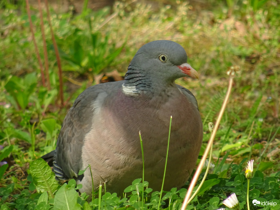 Örvös galamb ül a fűben...