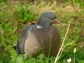 Örvös galamb ül a fűben...