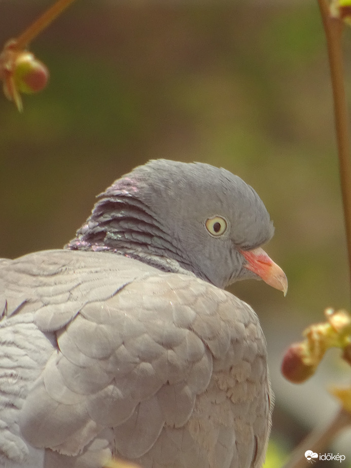 Örvös galamb portré
