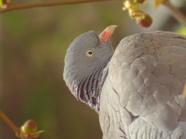 Örvös galamb portré