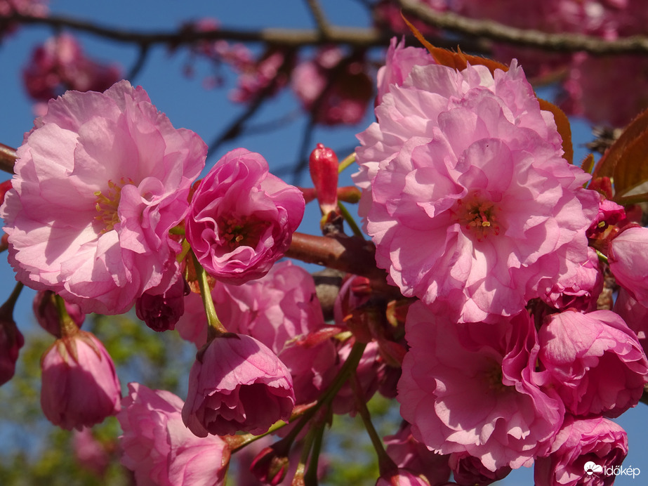 Nálunk is virágoznak...