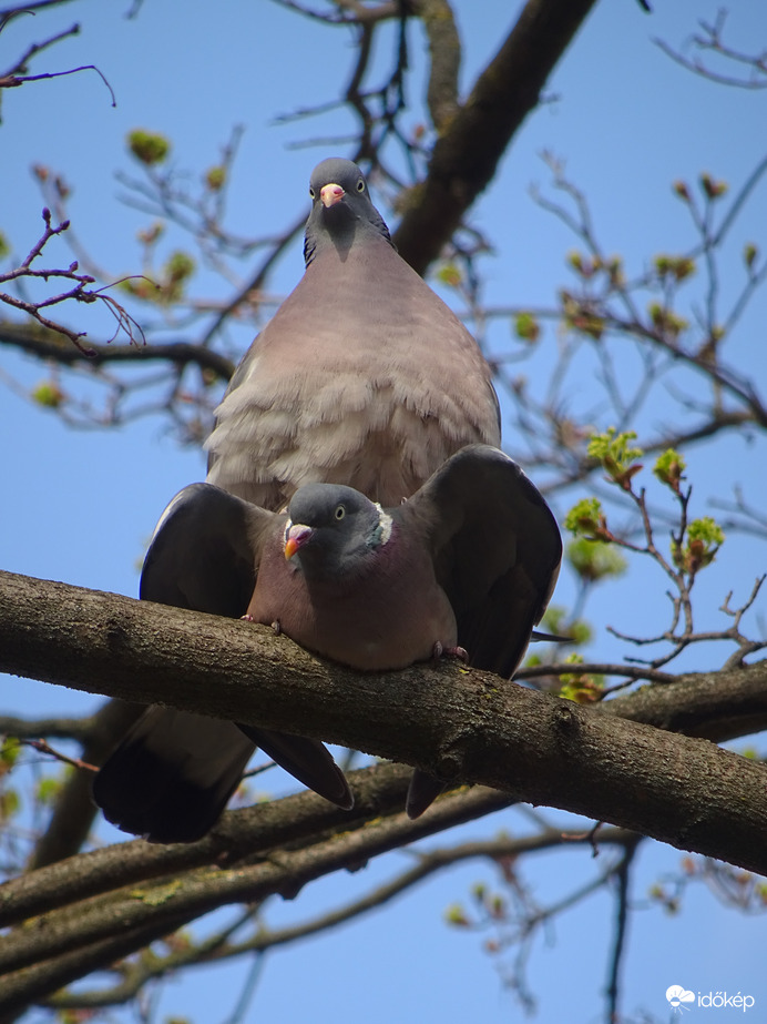 Tombol az igaz szerelem