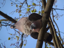 Tombol az igaz szerelem