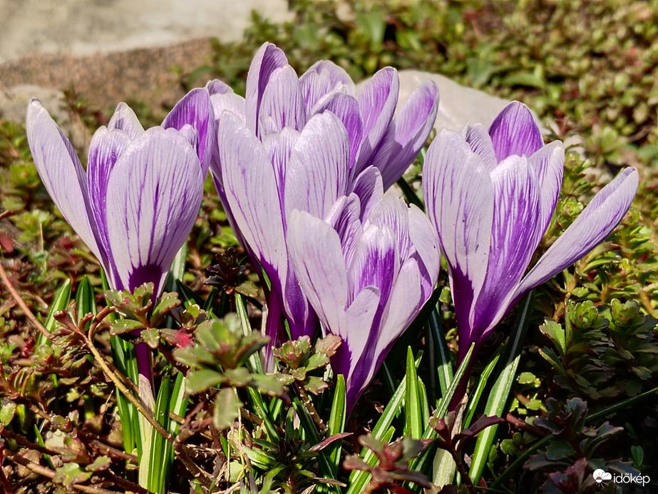 Csipet csapat krókusz
