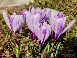 Csipet csapat krókusz