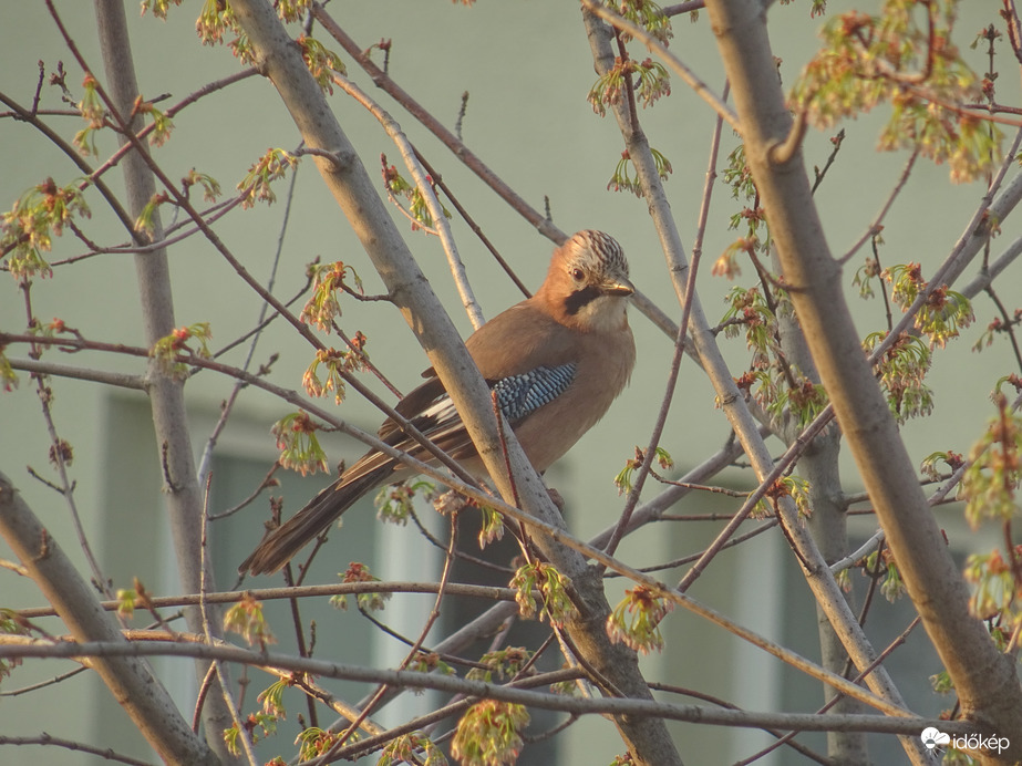 Kora reggeli látogatónk...