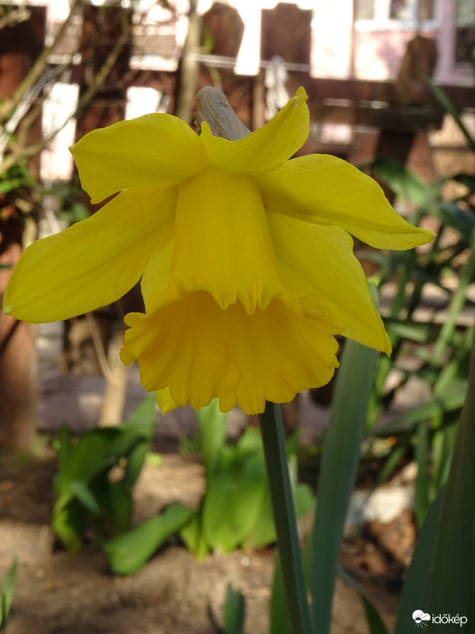 Az első februári nárcisz