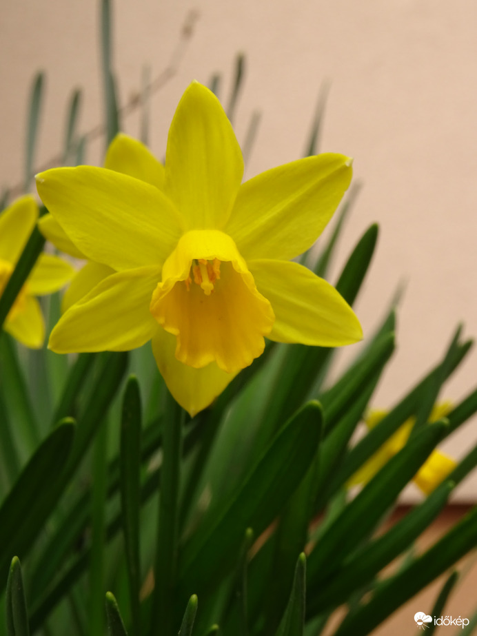 Törpe nárcisz