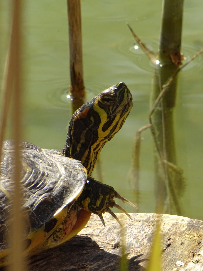 Csalókás idő kicsalogatta 