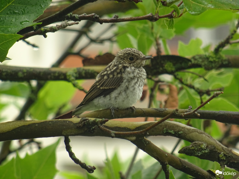 Szürke légykapó fióka
