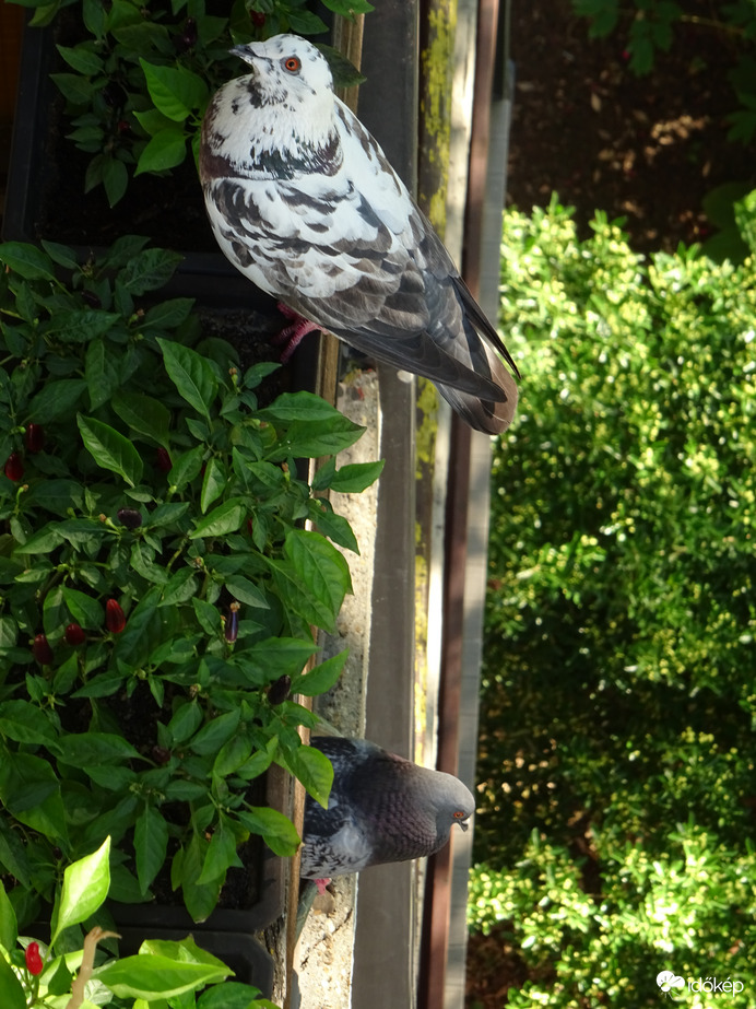 Csak lenéztem az erkélyen....