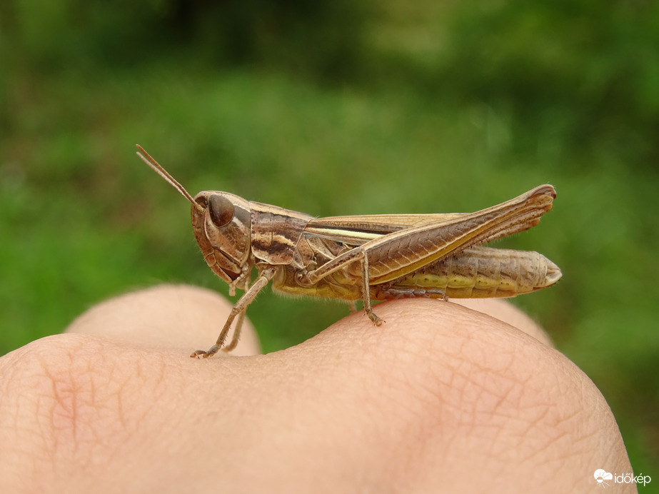 Közeli találkozás