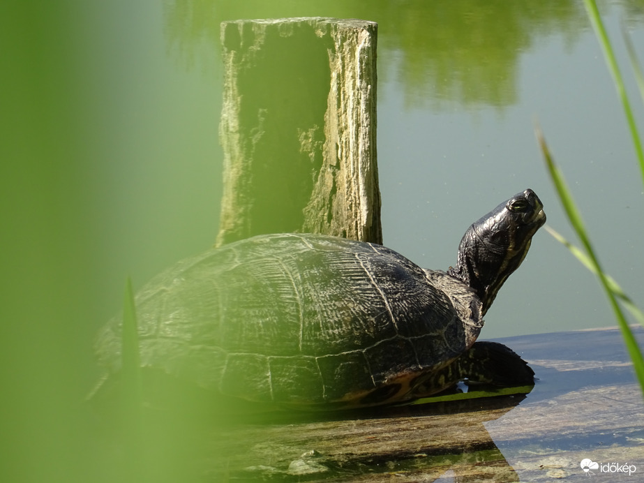 Szeretem a napsütést