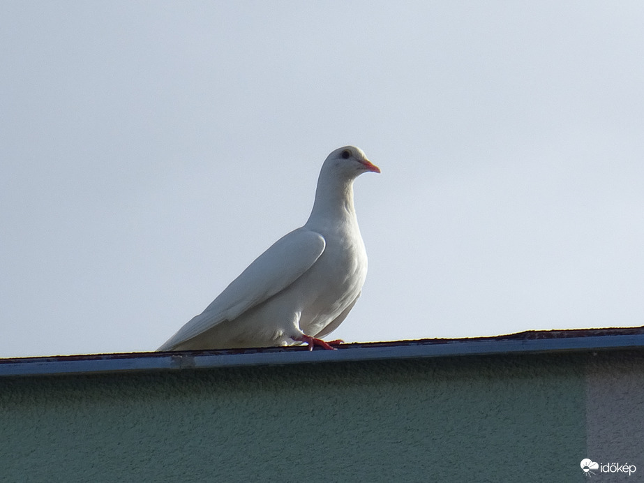 Egy újabb fehér angyal 