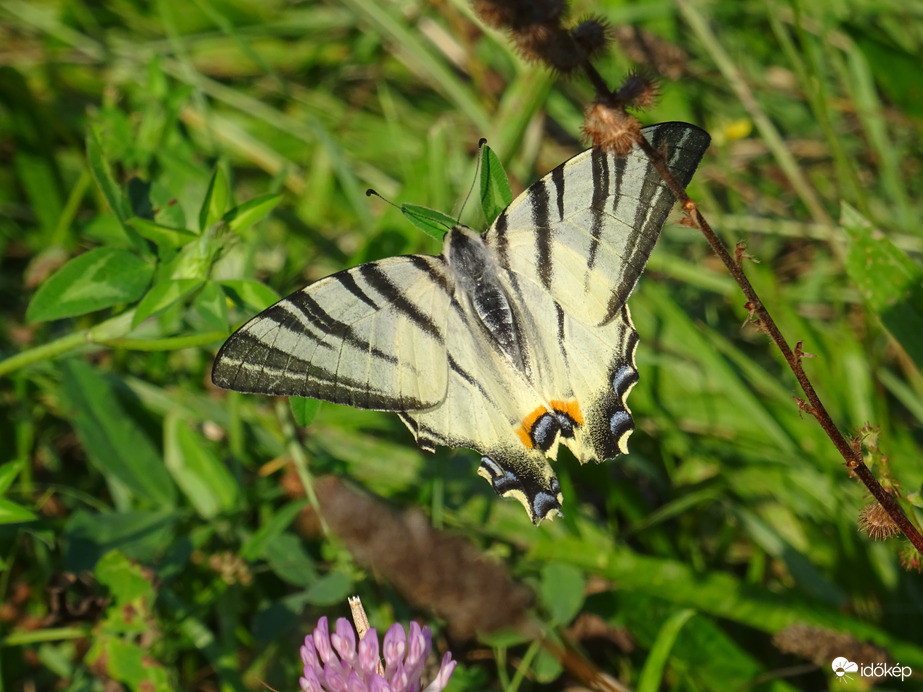 Őszi apró szépség