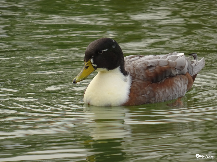 Első találkozásom Vele