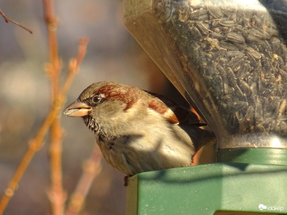 Nagyon finom a szotyi