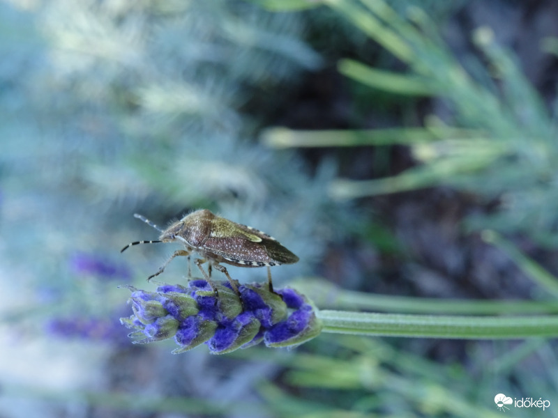 Nem mindenki kedvence 