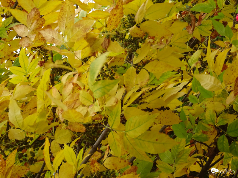 Sárgulnak már a levelek... 